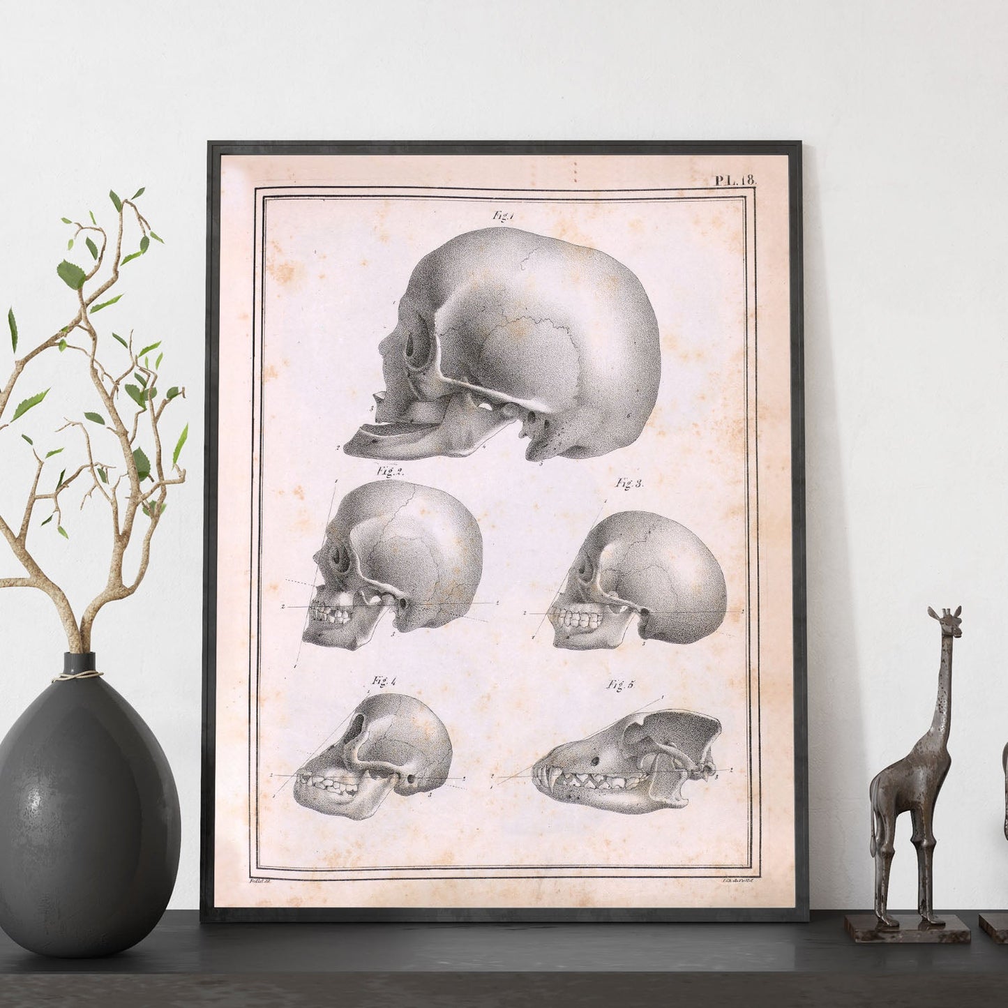 Paillou Skulls; geriatric, caucasiod and negroid adult, orangutan, and dog-Artwork-Nacnic-Nacnic Estudio SL