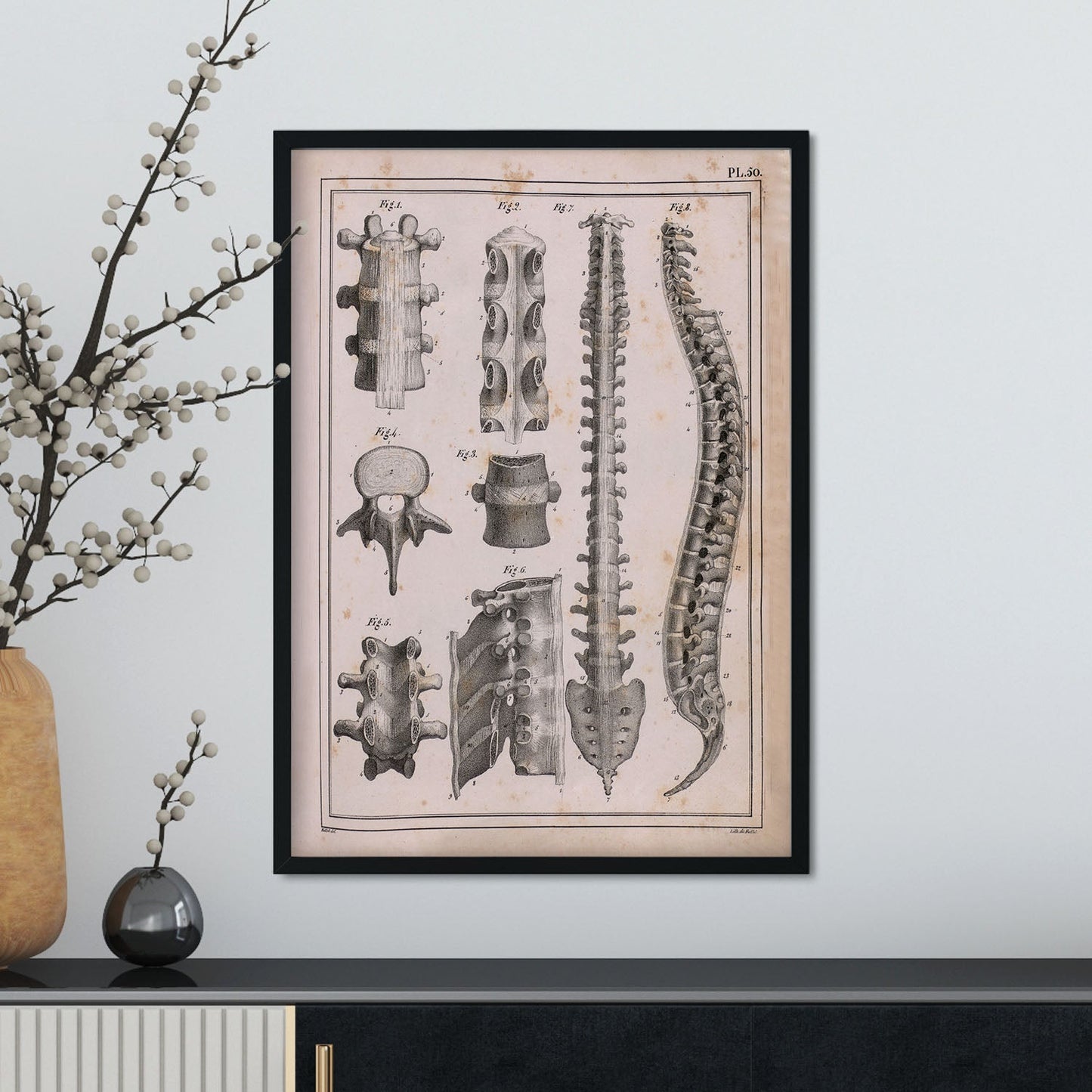 Paillou Spine; vertebrae, sacrum and coccyx with ligaments-Artwork-Nacnic-Nacnic Estudio SL