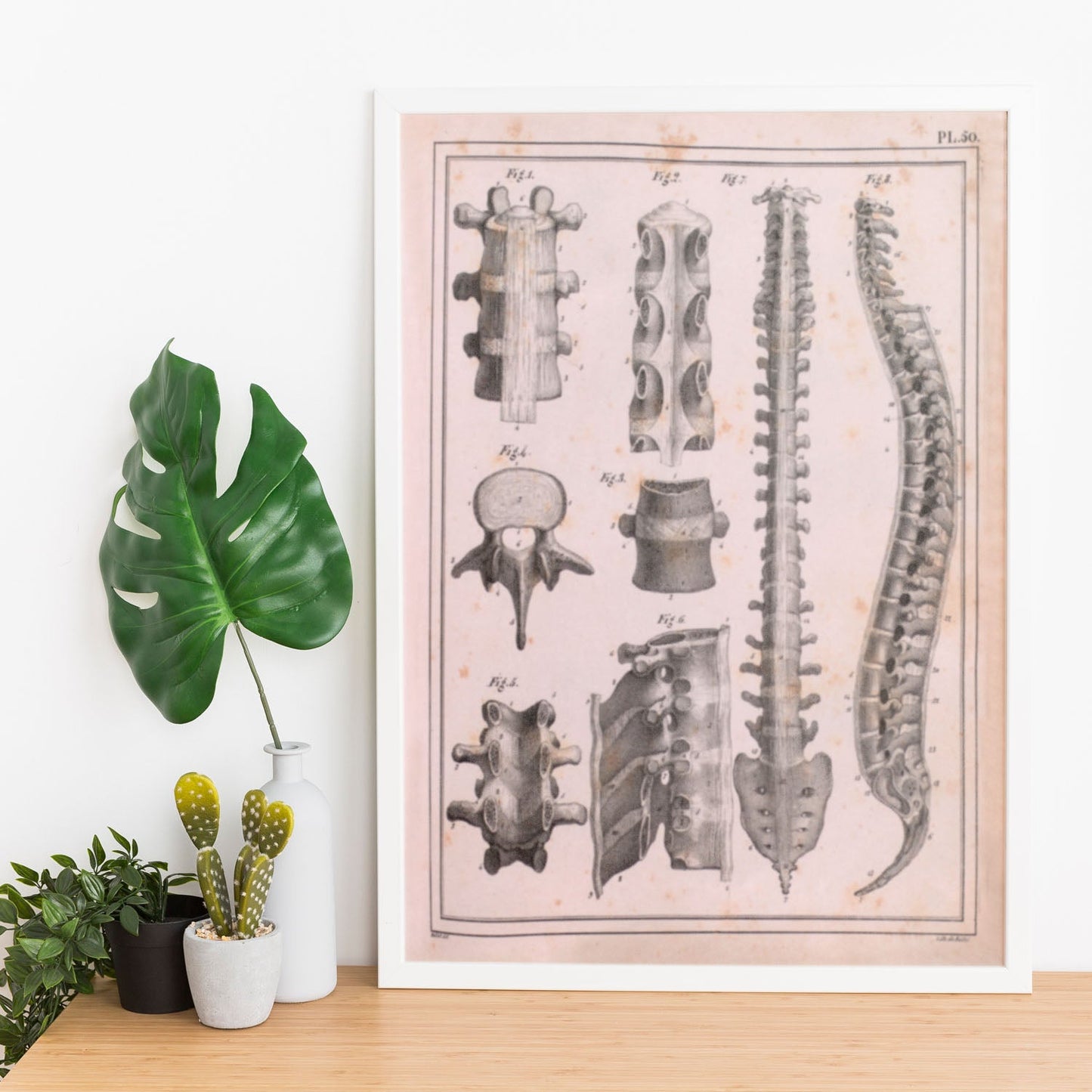 Paillou Spine; vertebrae, sacrum and coccyx with ligaments-Artwork-Nacnic-Nacnic Estudio SL