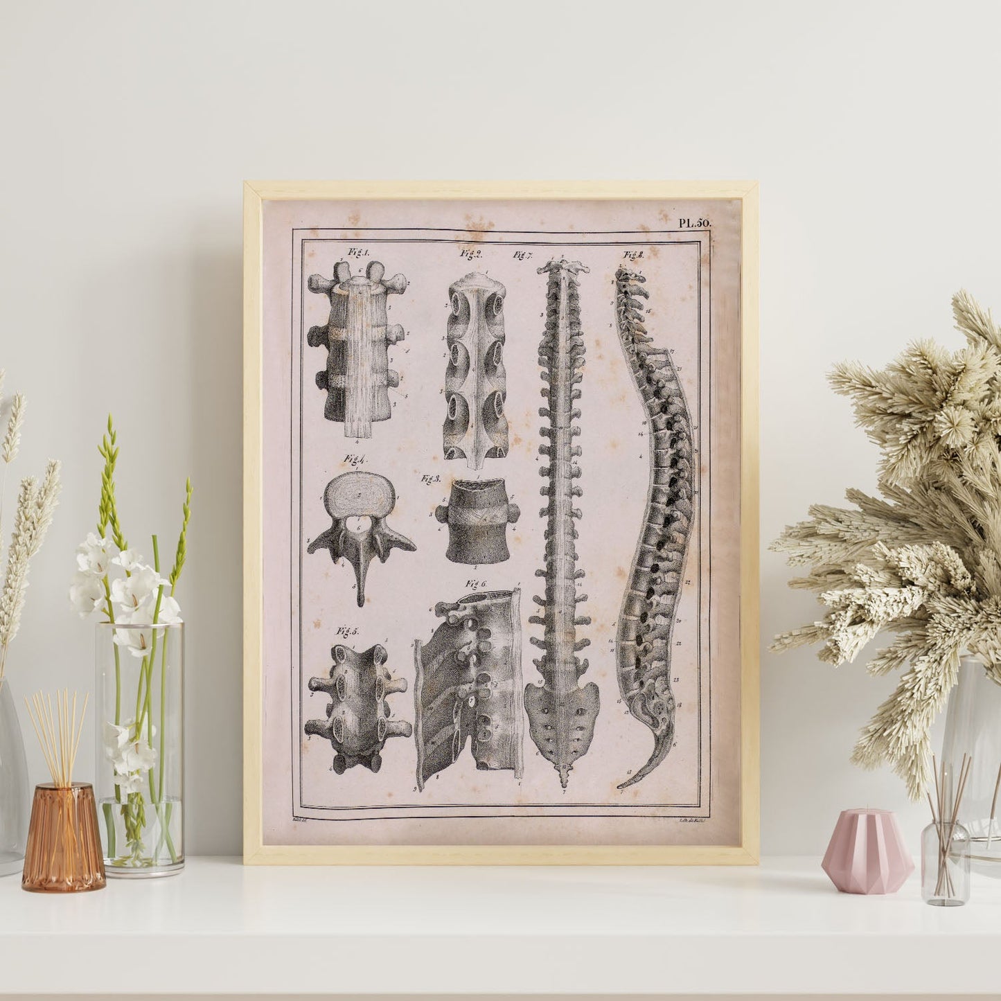 Paillou Spine; vertebrae, sacrum and coccyx with ligaments-Artwork-Nacnic-Nacnic Estudio SL