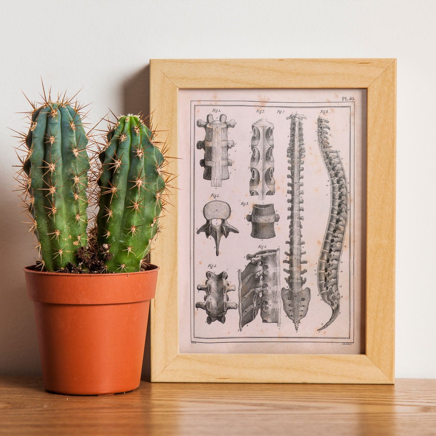 Paillou Spine; vertebrae, sacrum and coccyx with ligaments-Artwork-Nacnic-Nacnic Estudio SL