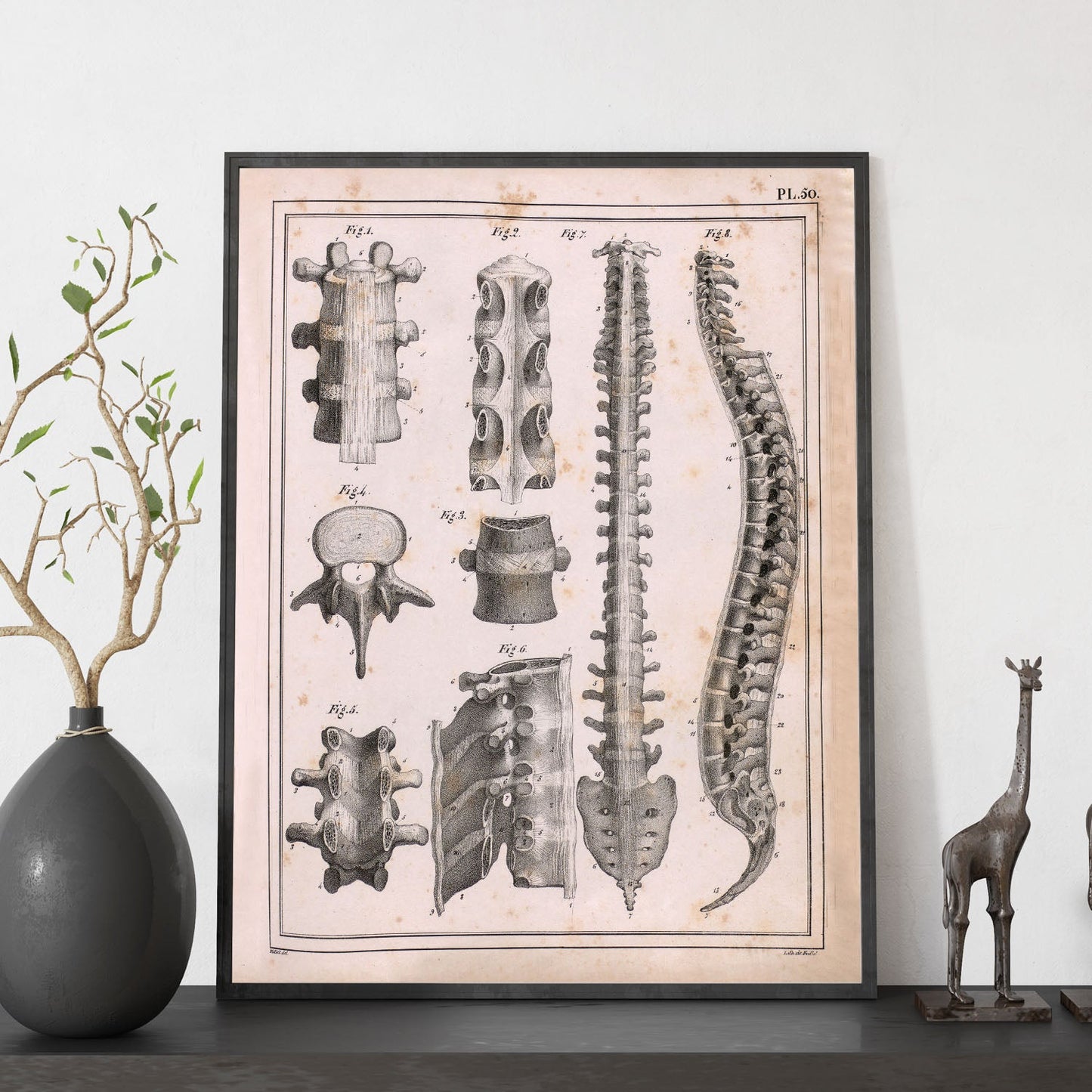 Paillou Spine; vertebrae, sacrum and coccyx with ligaments-Artwork-Nacnic-Nacnic Estudio SL