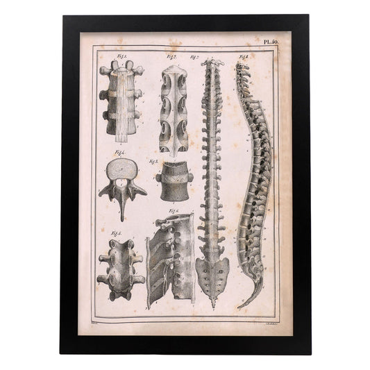 Paillou Spine; vertebrae, sacrum and coccyx with ligaments-Artwork-Nacnic-A3-Sin marco-Nacnic Estudio SL