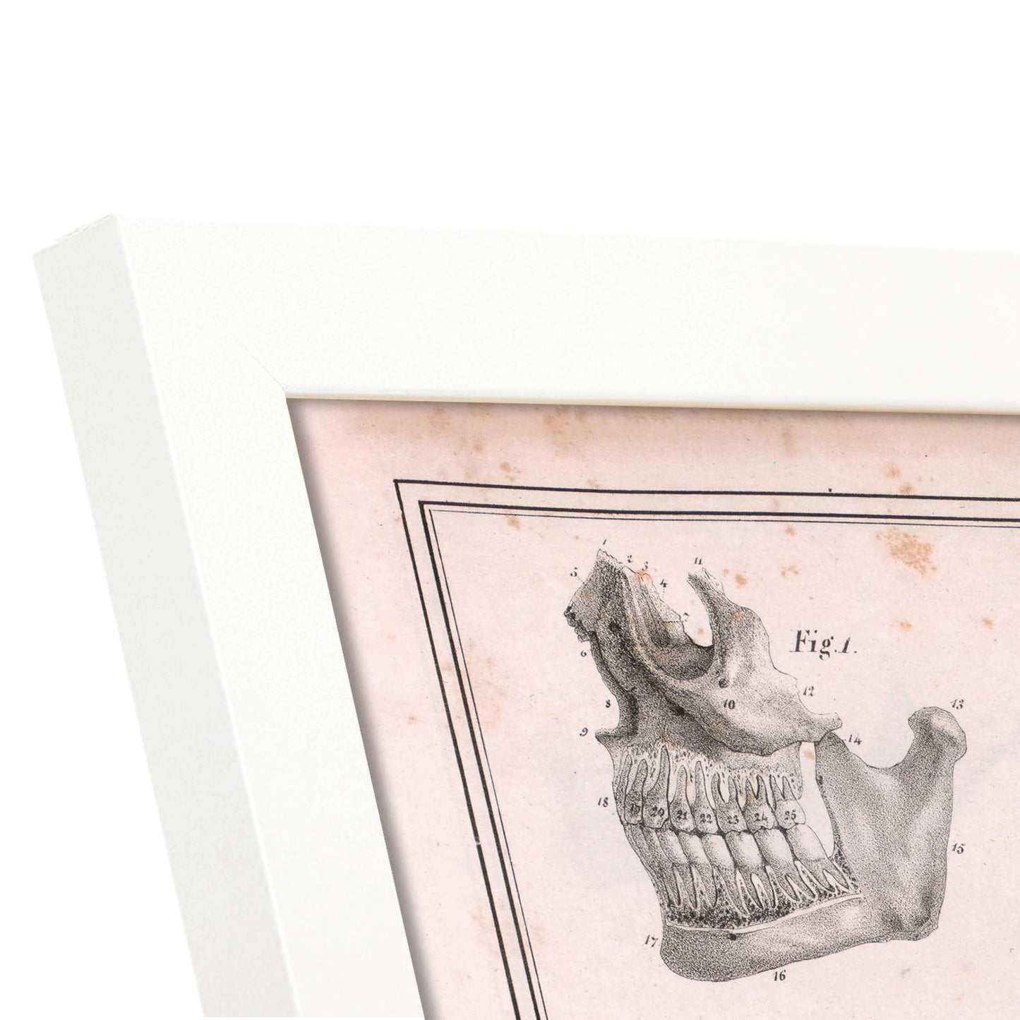 Paillou Teeth, maxilla and mandible-Artwork-Nacnic-Nacnic Estudio SL