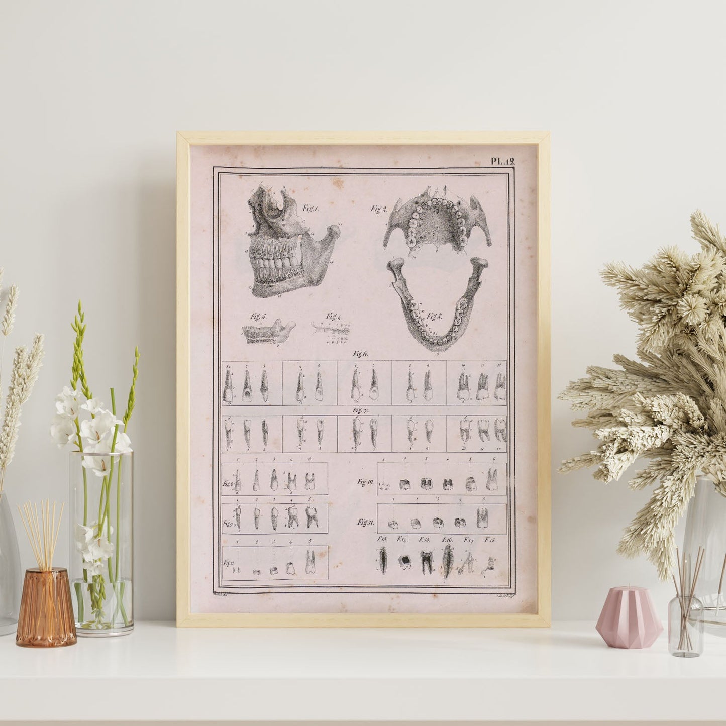 Paillou Teeth, maxilla and mandible-Artwork-Nacnic-Nacnic Estudio SL