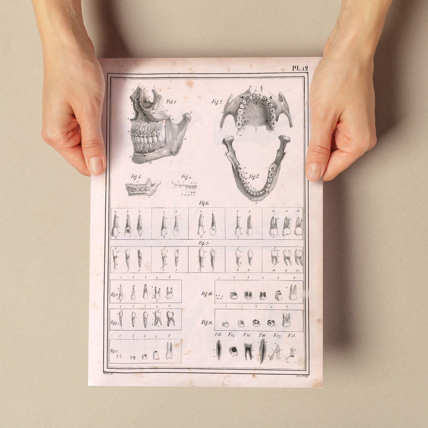 Paillou Teeth, maxilla and mandible-Artwork-Nacnic-Nacnic Estudio SL