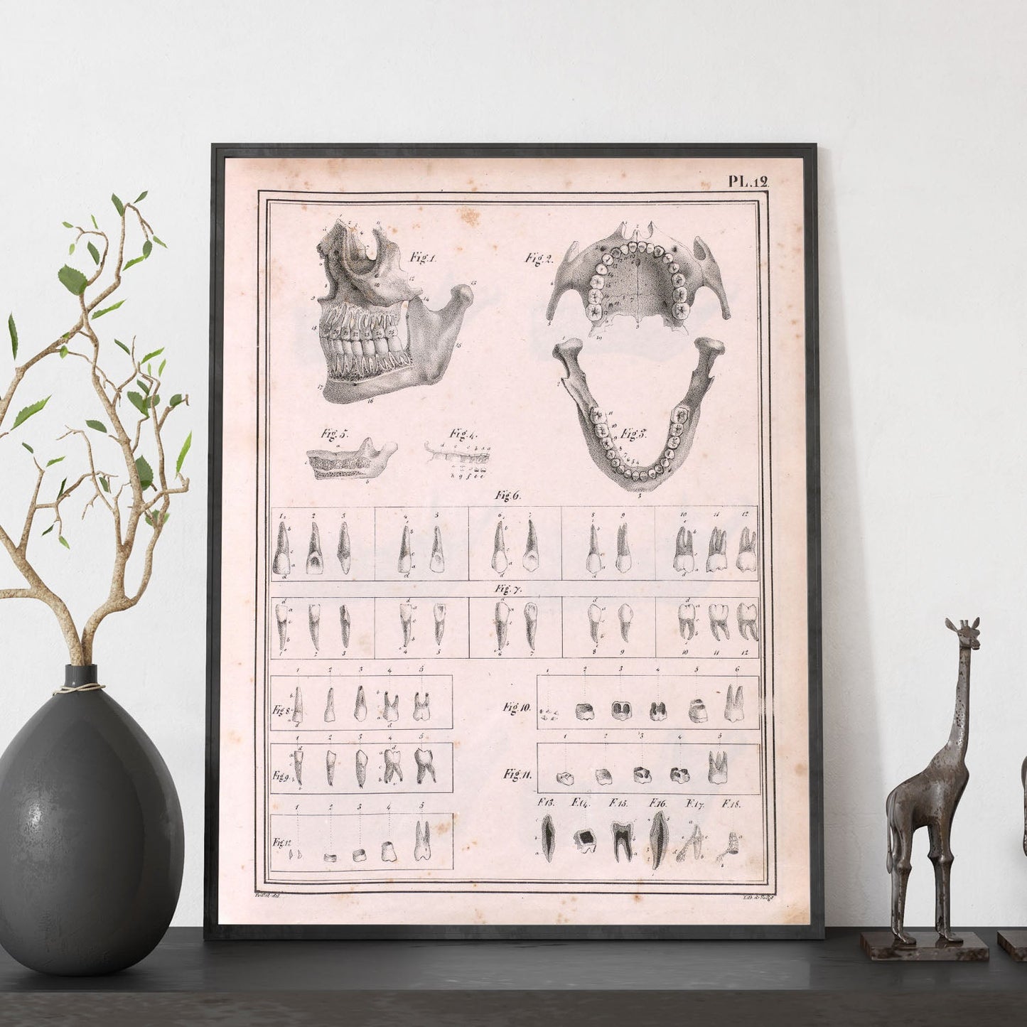 Paillou Teeth, maxilla and mandible-Artwork-Nacnic-Nacnic Estudio SL