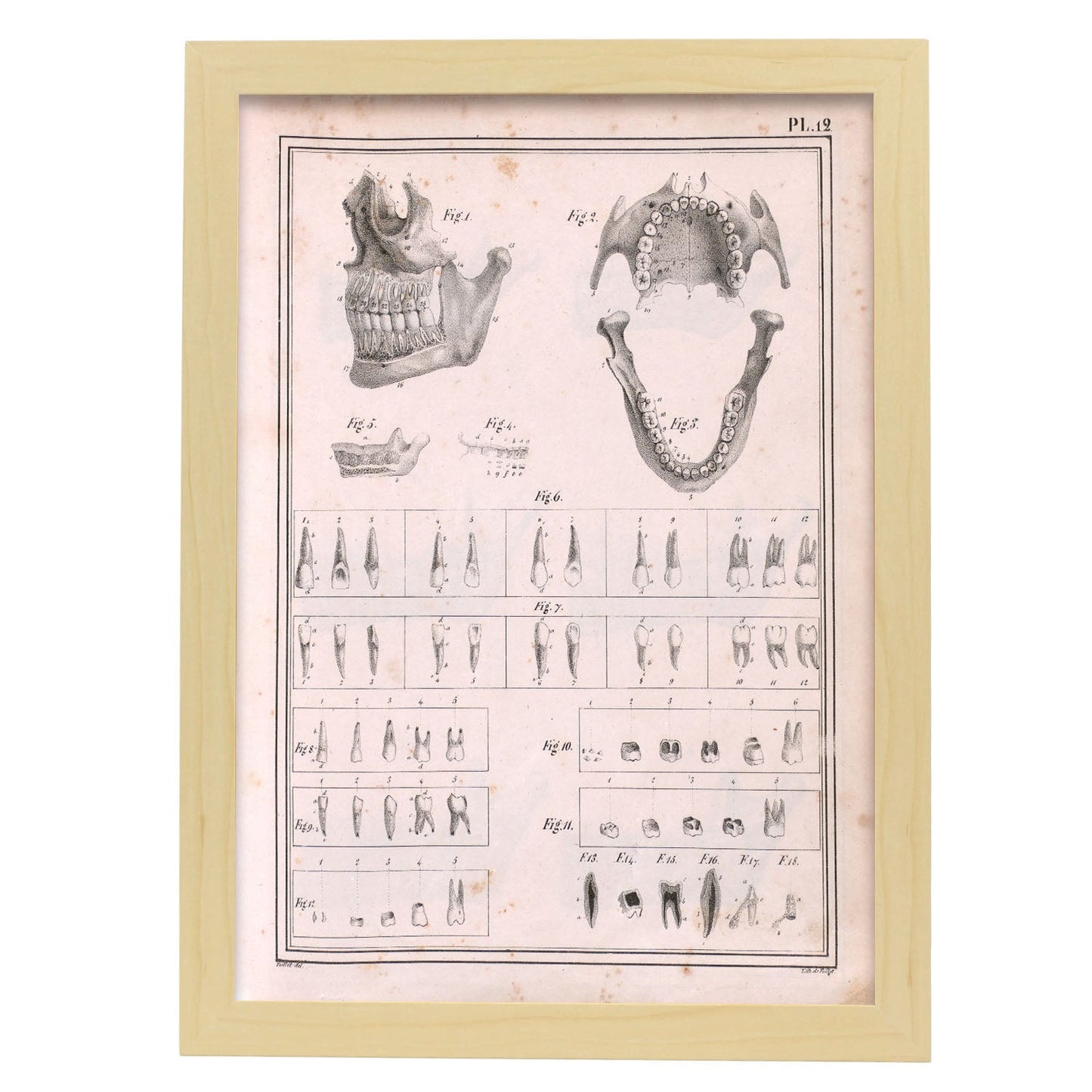 Paillou Teeth, maxilla and mandible-Artwork-Nacnic-A3-Marco Madera clara-Nacnic Estudio SL