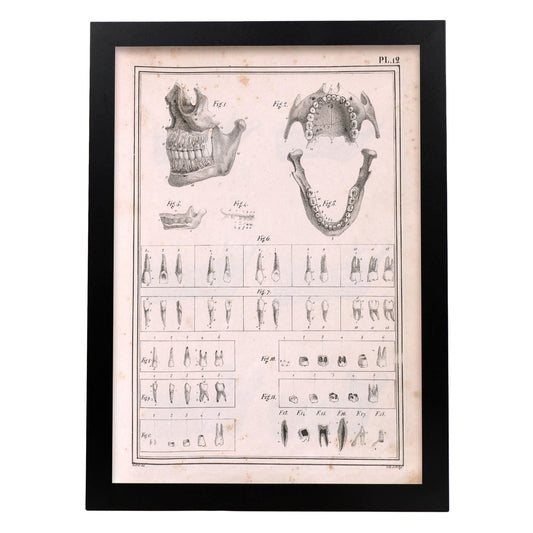 Paillou Teeth, maxilla and mandible-Artwork-Nacnic-A3-Sin marco-Nacnic Estudio SL