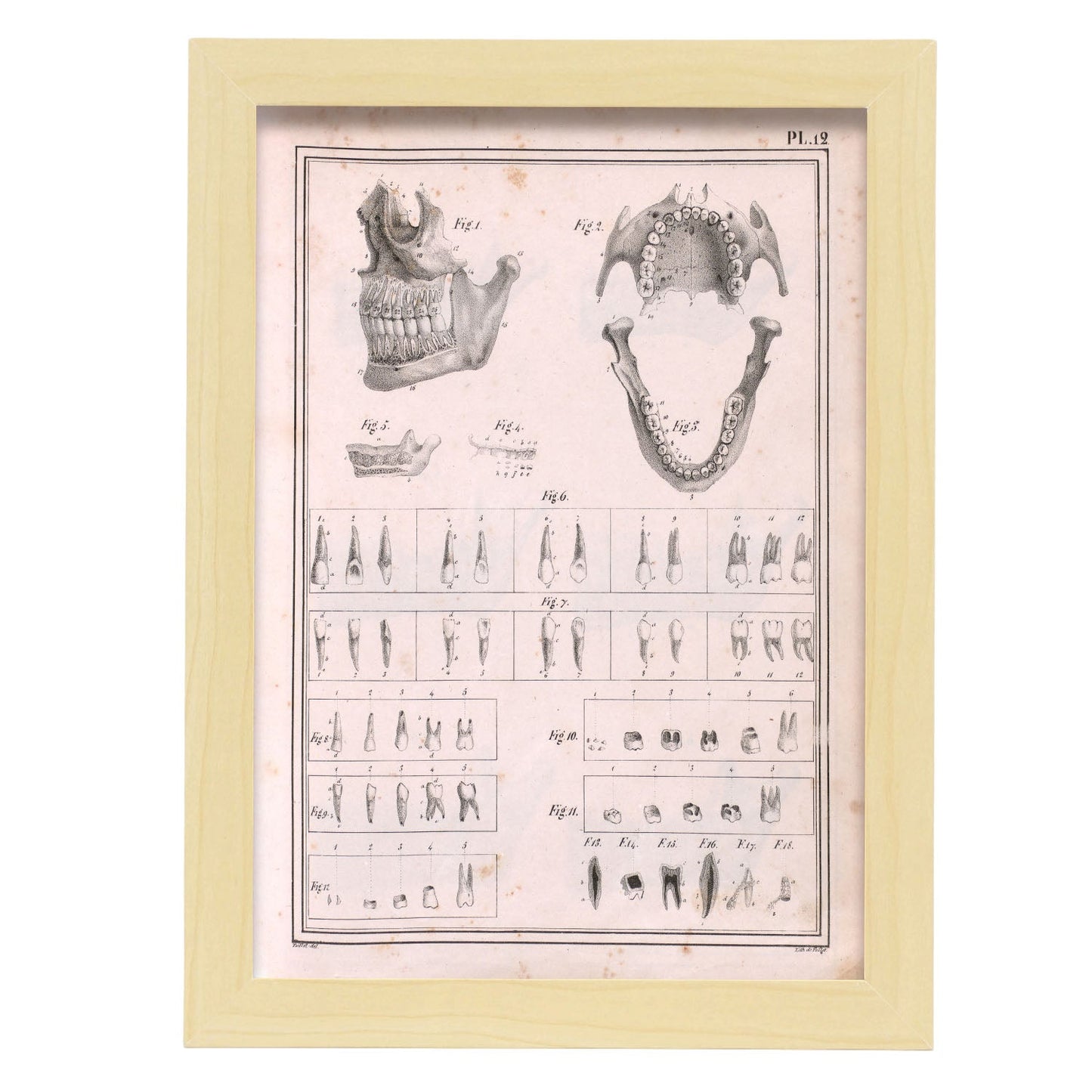 Paillou Teeth, maxilla and mandible-Artwork-Nacnic-A4-Marco Madera clara-Nacnic Estudio SL