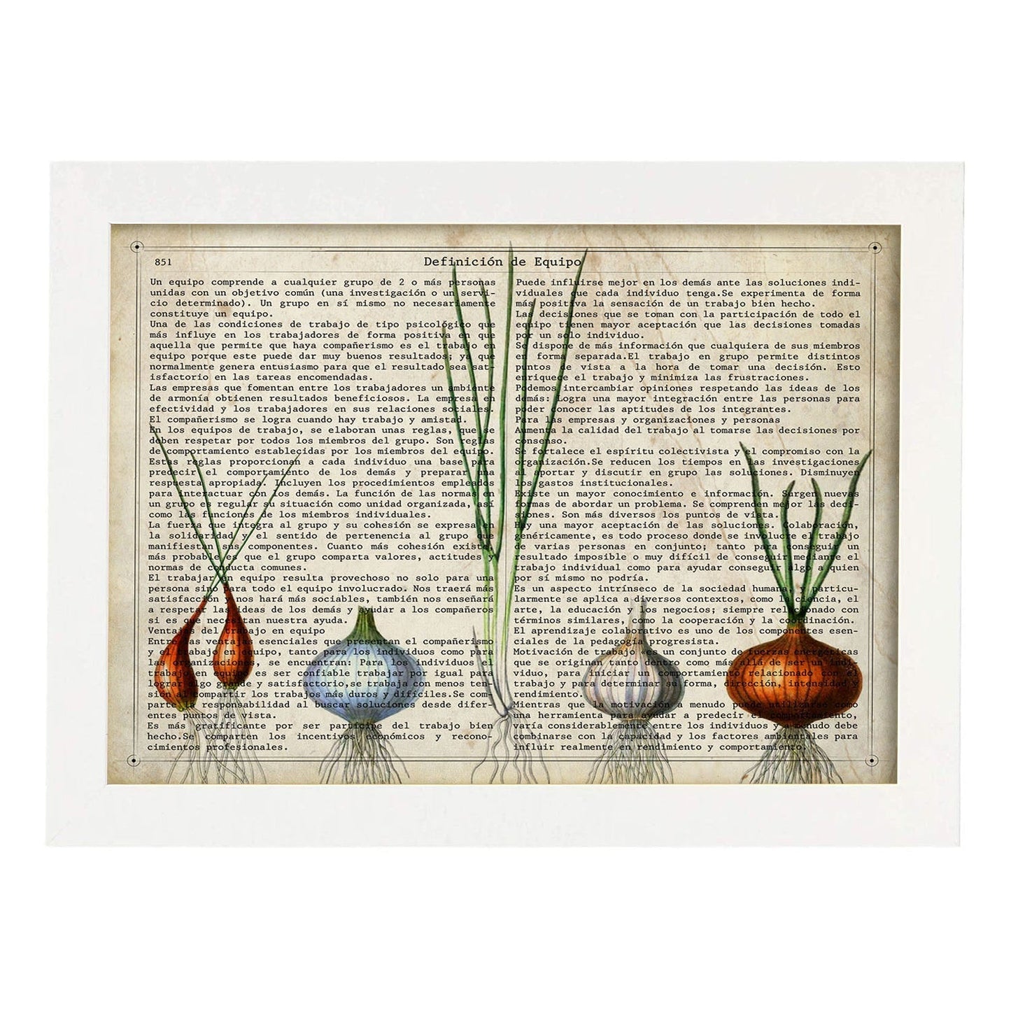 Poster de Cebollas y ajos. Láminas de frutas y verduras con definiciones. Ilustraciones de alimentacion vegetariana.-Artwork-Nacnic-A3-Marco Blanco-Nacnic Estudio SL
