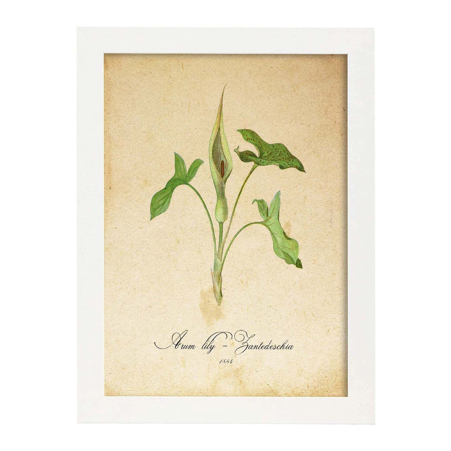 Poster de flores vintage. Lámina Arum lily 2 con diseño vintage.-Artwork-Nacnic-A4-Marco Blanco-Nacnic Estudio SL