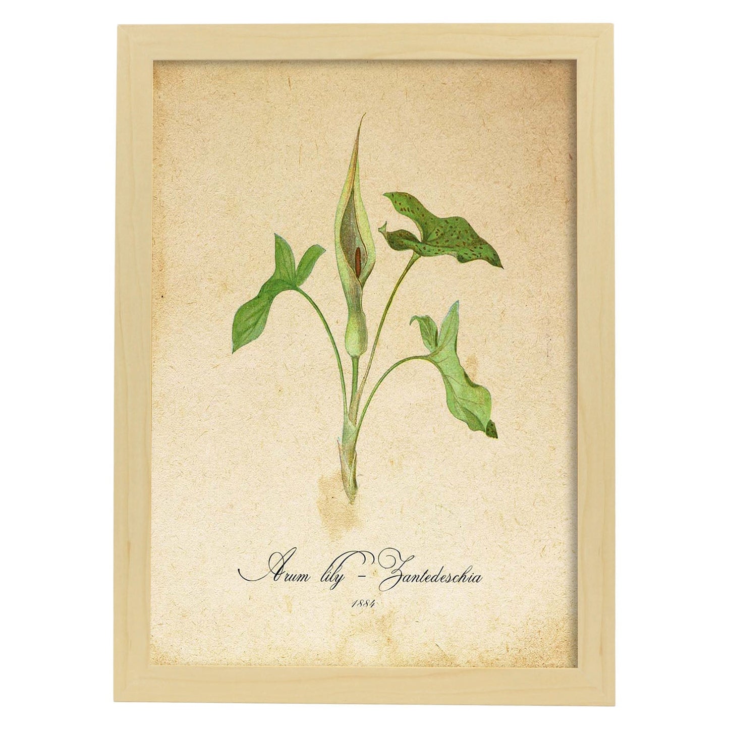 Poster de flores vintage. Lámina Arum lily 2 con diseño vintage.-Artwork-Nacnic-A4-Marco Madera clara-Nacnic Estudio SL