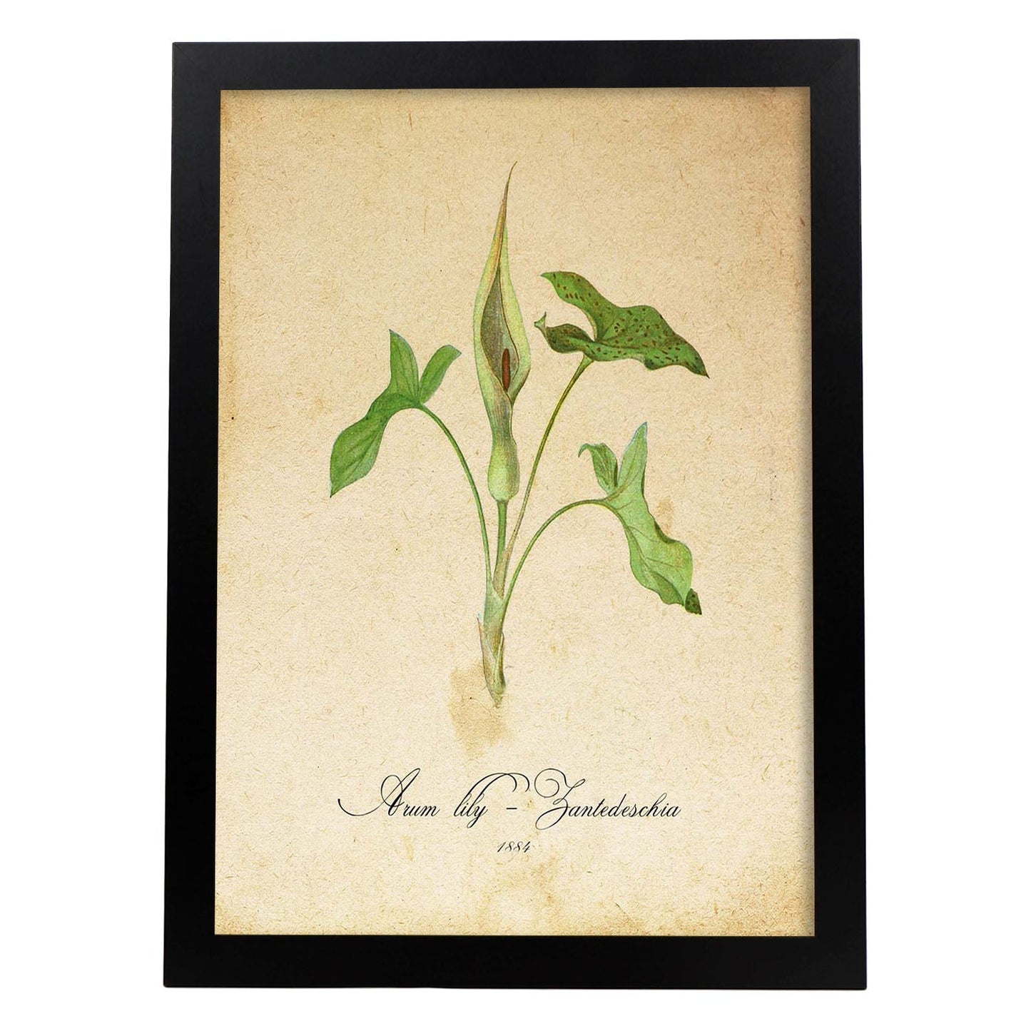 Poster de flores vintage. Lámina Arum lily 2 con diseño vintage.-Artwork-Nacnic-A4-Marco Negro-Nacnic Estudio SL