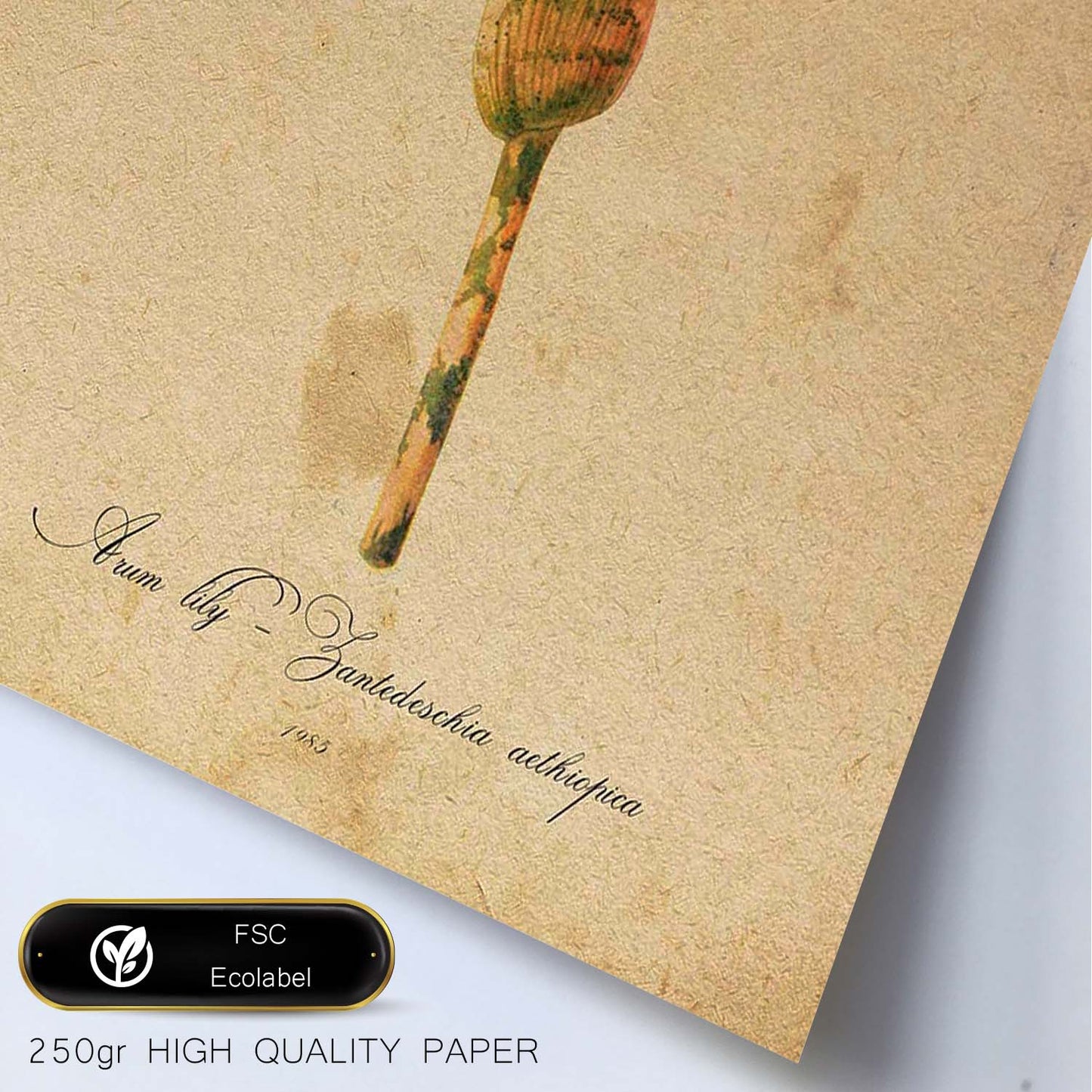 Poster de flores vintage. Lámina Arum lily con diseño vintage.-Artwork-Nacnic-Nacnic Estudio SL