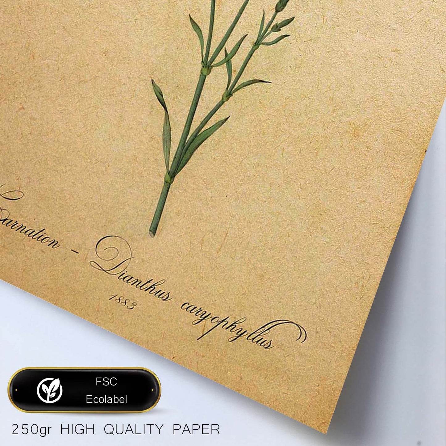 Poster de flores vintage. Lámina Carnation 2 con diseño vintage.-Artwork-Nacnic-Nacnic Estudio SL