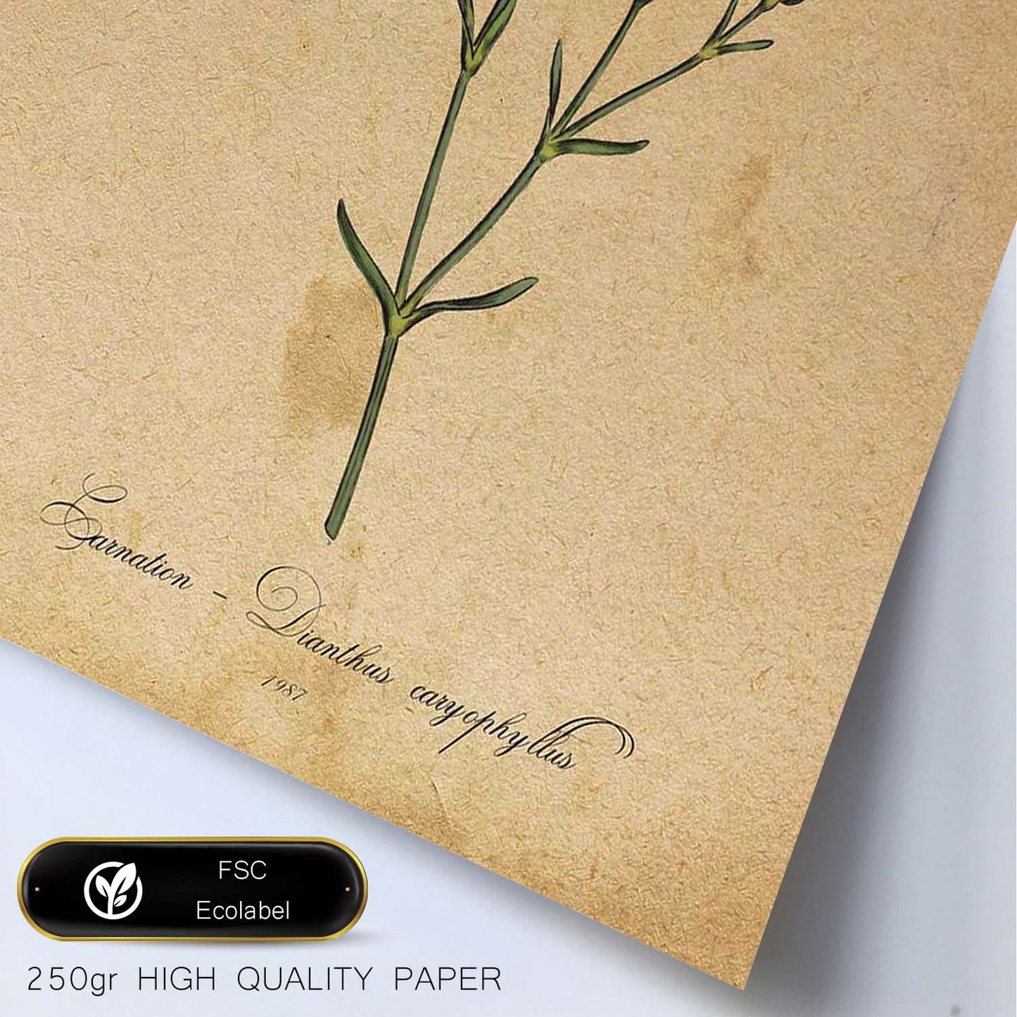 Poster de flores vintage. Lámina Carnation con diseño vintage.-Artwork-Nacnic-Nacnic Estudio SL