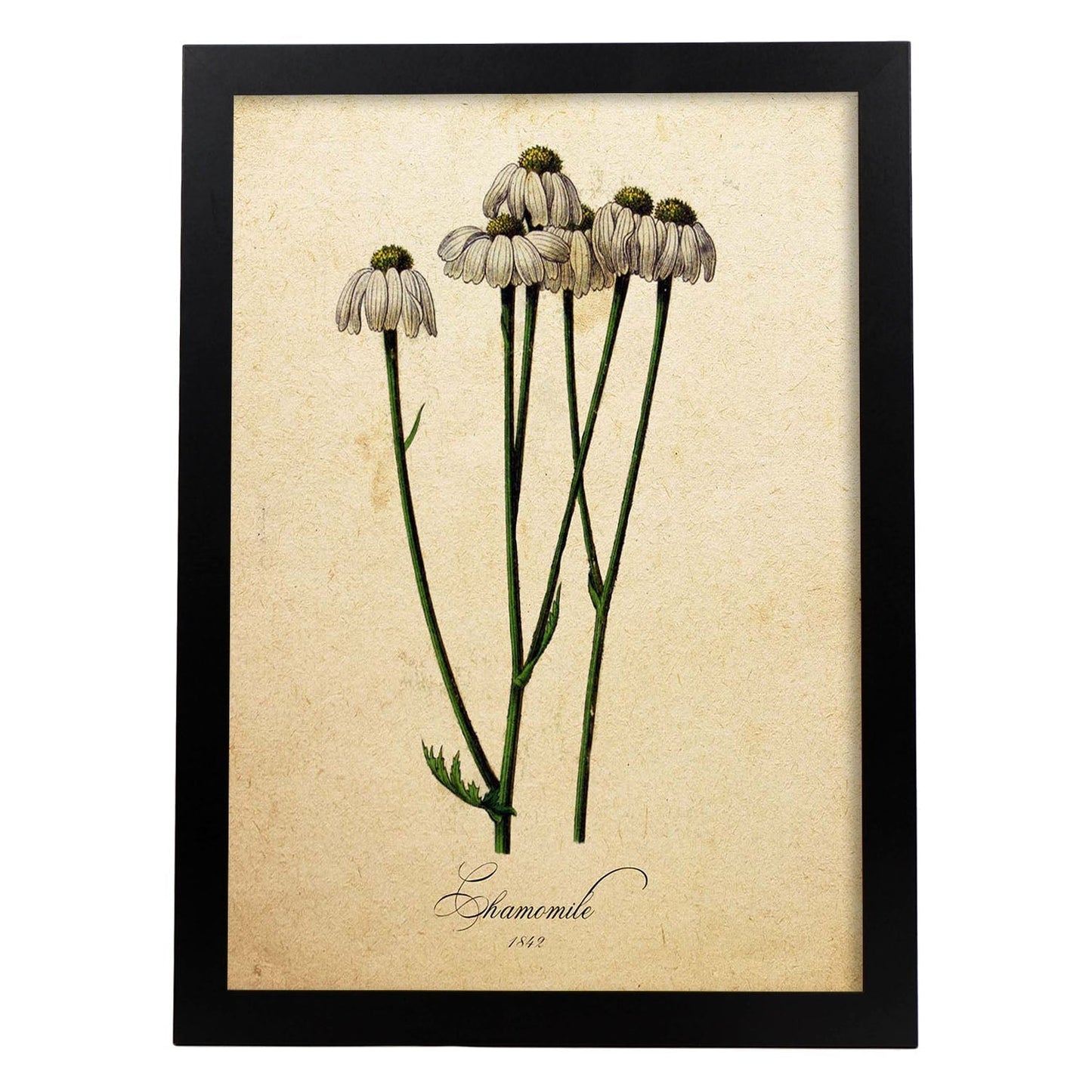 Poster de flores vintage. Lámina Chamomile con diseño vintage.-Artwork-Nacnic-A3-Marco Negro-Nacnic Estudio SL