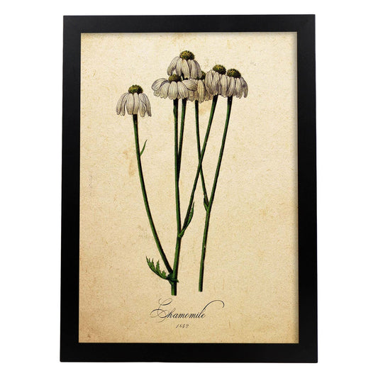 Poster de flores vintage. Lámina Chamomile con diseño vintage.-Artwork-Nacnic-A4-Marco Negro-Nacnic Estudio SL