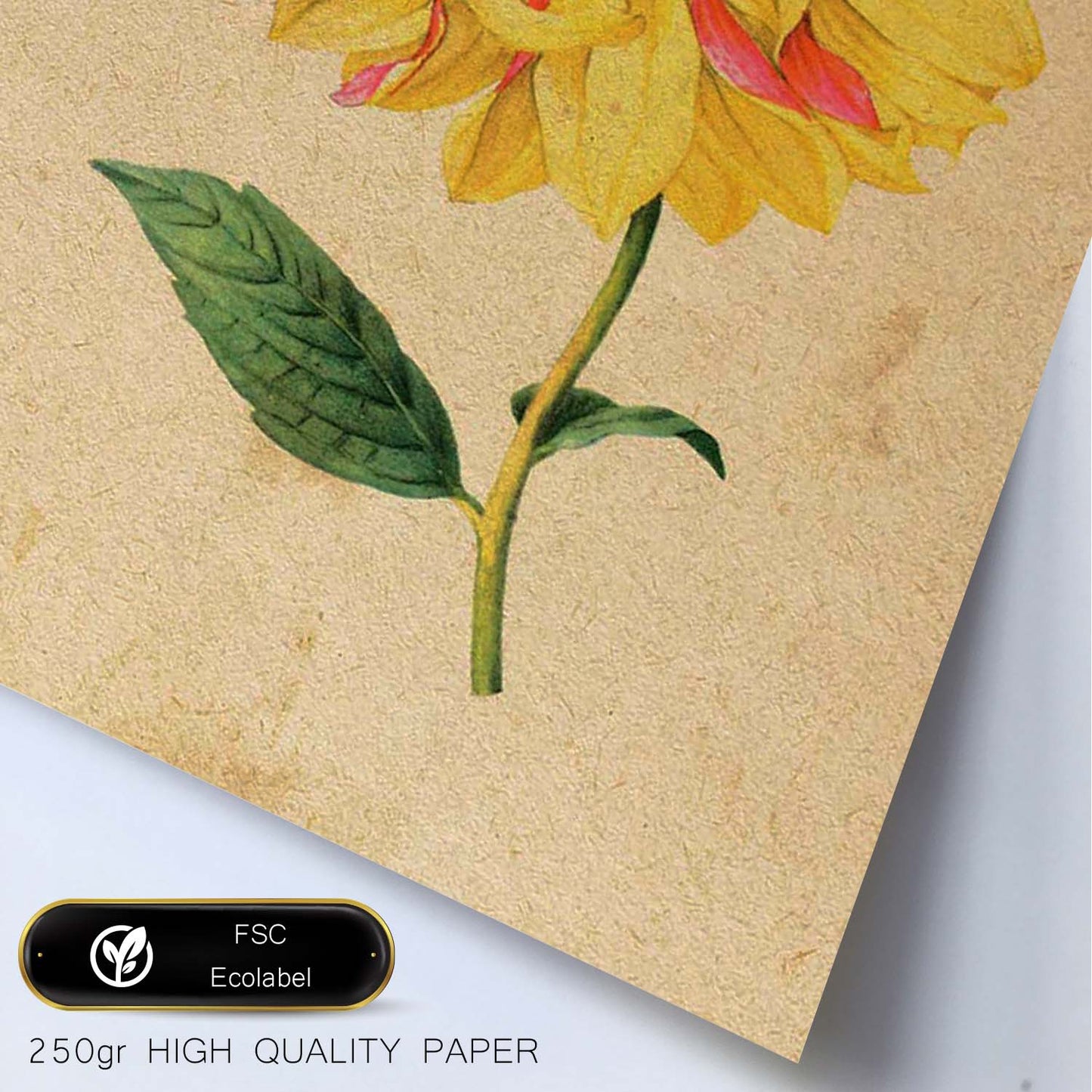 Poster de flores vintage. Lámina Dahlia con diseño vintage.-Artwork-Nacnic-Nacnic Estudio SL