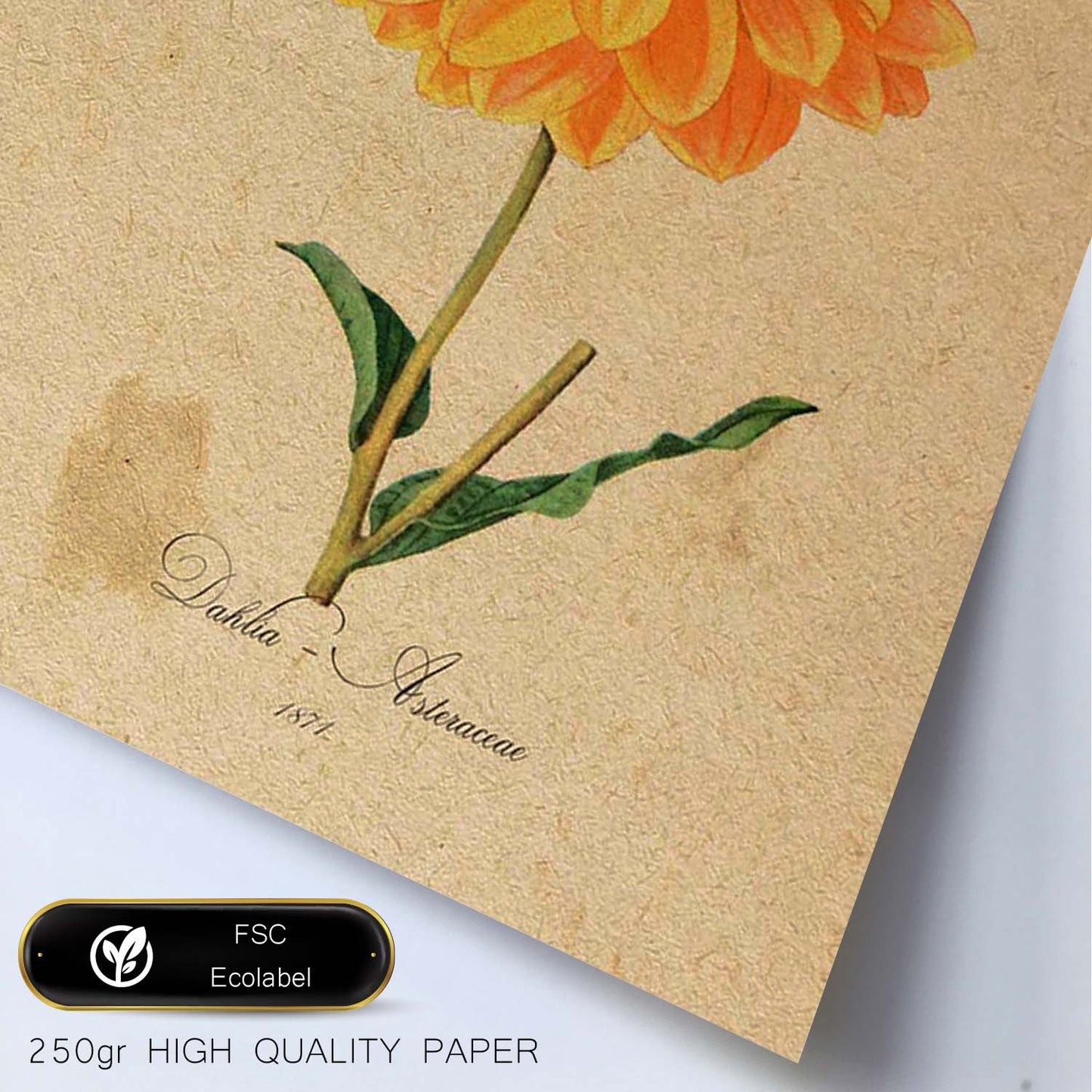 Poster de flores vintage. Lámina Dahlia Naranja con diseño vintage.-Artwork-Nacnic-Nacnic Estudio SL