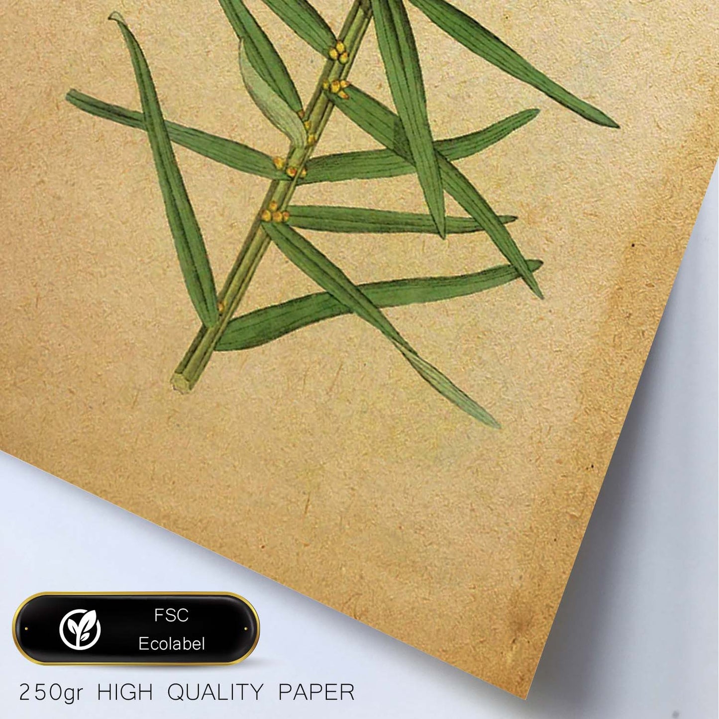 Poster de flores vintage. Lámina Hemerocallis, daylily con diseño vintage.-Artwork-Nacnic-Nacnic Estudio SL