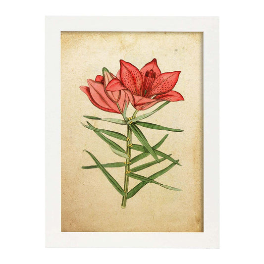Poster de flores vintage. Lámina Hemerocallis, daylily con diseño vintage.-Artwork-Nacnic-A4-Marco Blanco-Nacnic Estudio SL