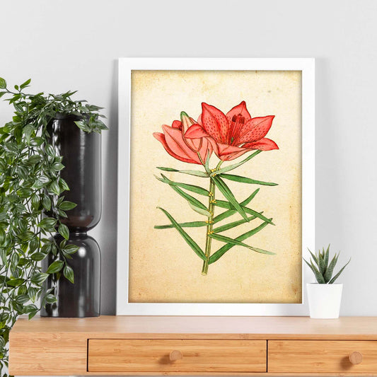 Poster de flores vintage. Lámina Hemerocallis, daylily con diseño vintage.-Artwork-Nacnic-Nacnic Estudio SL