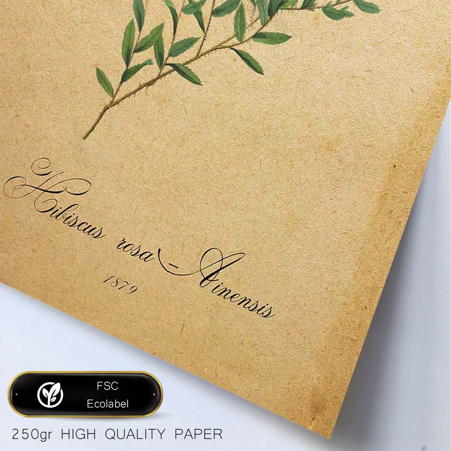 Poster de flores vintage. Lámina Hibiscus rosa 2 con diseño vintage.-Artwork-Nacnic-Nacnic Estudio SL