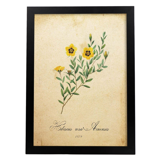 Poster de flores vintage. Lámina Hibiscus rosa 2 con diseño vintage.-Artwork-Nacnic-A4-Marco Negro-Nacnic Estudio SL