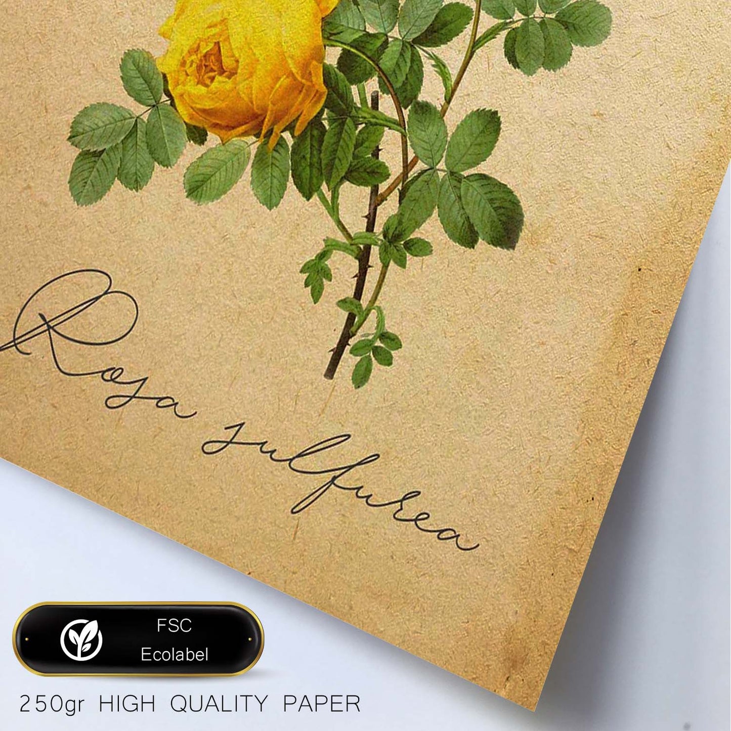 Poster de flores vintage. Lámina Hibiscus rosa - amarillo con diseño vintage.-Artwork-Nacnic-Nacnic Estudio SL