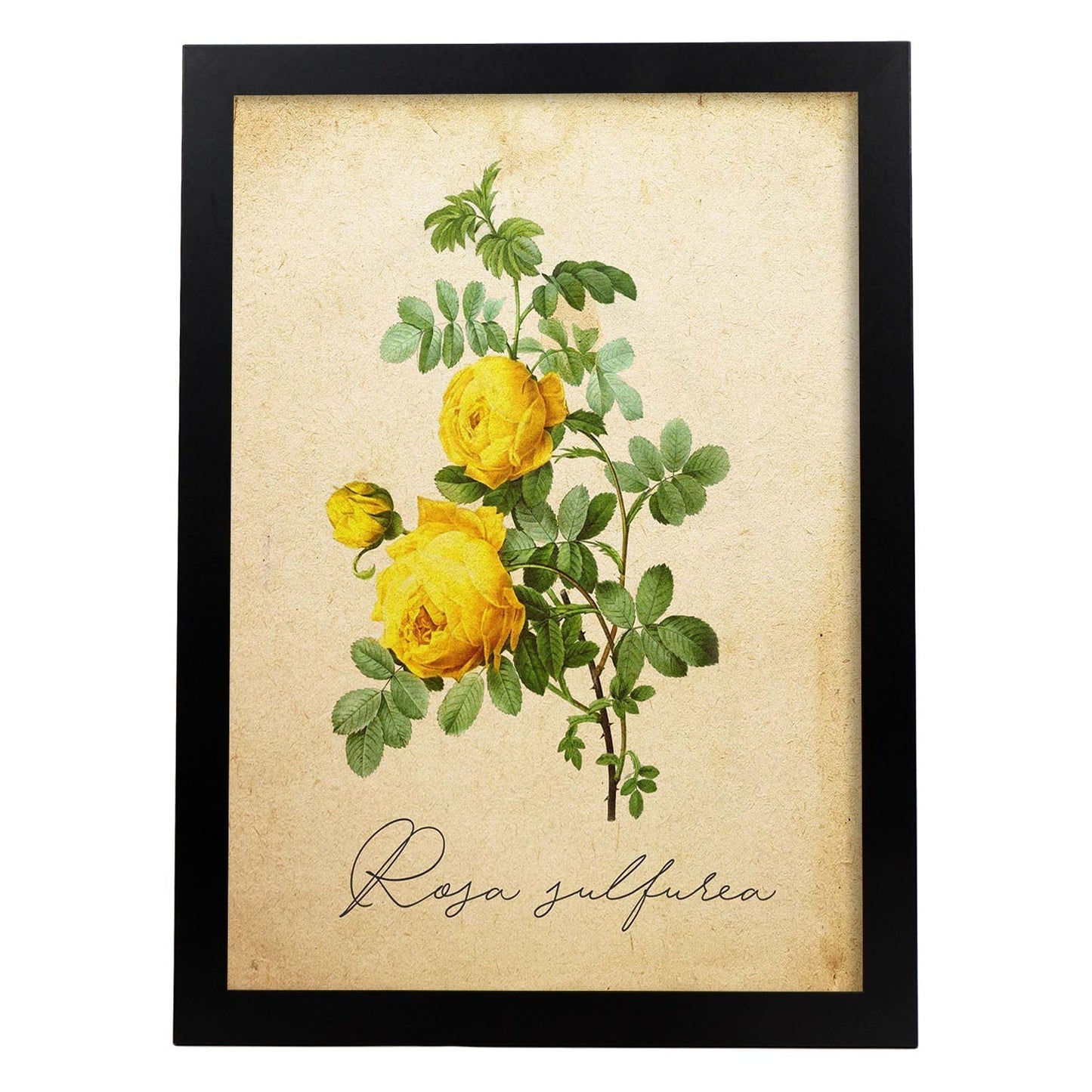 Poster de flores vintage. Lámina Hibiscus rosa - amarillo con diseño vintage.-Artwork-Nacnic-A4-Marco Negro-Nacnic Estudio SL