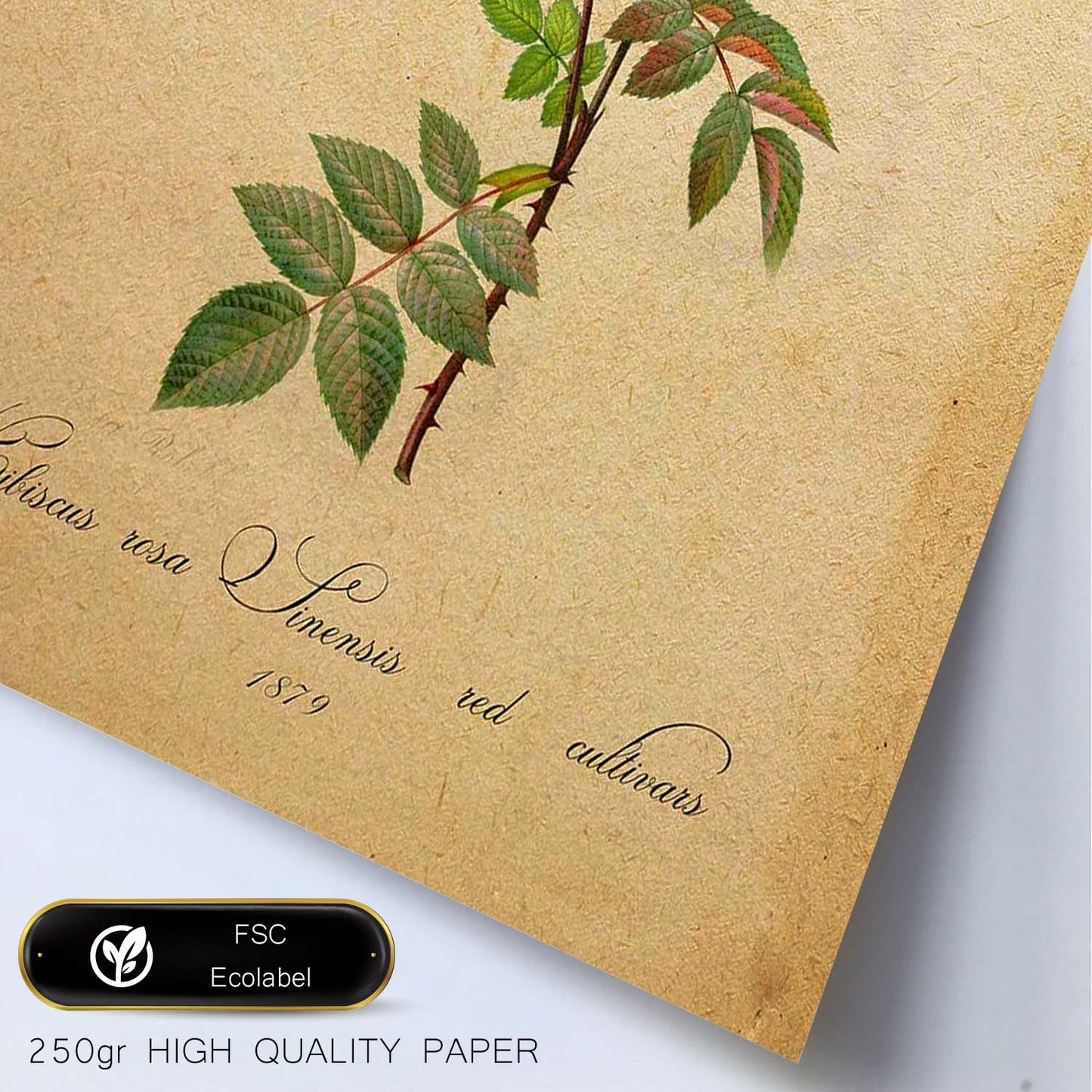 Poster de flores vintage. Lámina Hibiscus rosa con diseño vintage.-Artwork-Nacnic-Nacnic Estudio SL