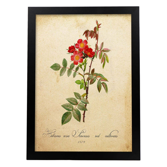 Poster de flores vintage. Lámina Hibiscus rosa con diseño vintage.-Artwork-Nacnic-A4-Marco Negro-Nacnic Estudio SL