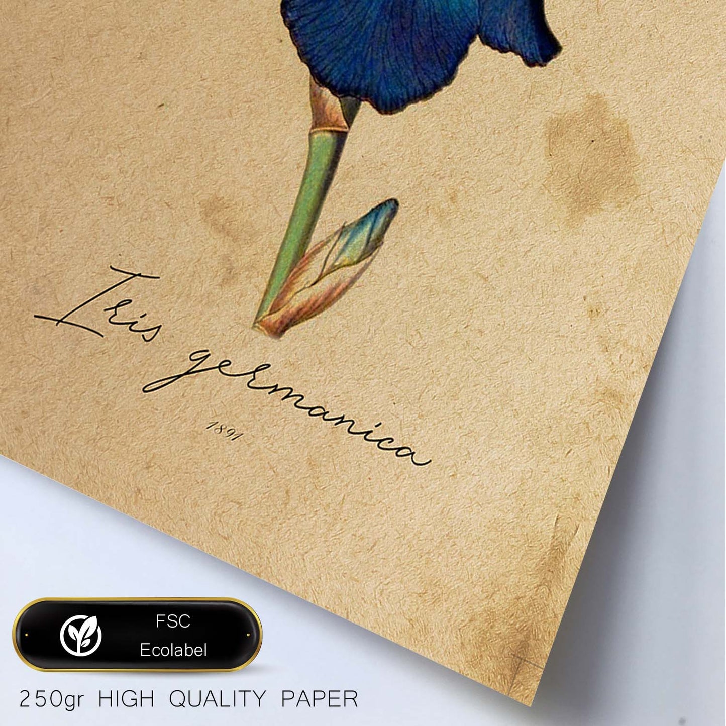 Poster de flores vintage. Lámina Iris con diseño vintage.-Artwork-Nacnic-Nacnic Estudio SL