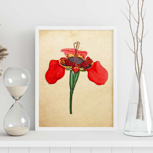 Poster de flores vintage. Lámina Iris foetidissima con diseño vintage.-Artwork-Nacnic-Nacnic Estudio SL