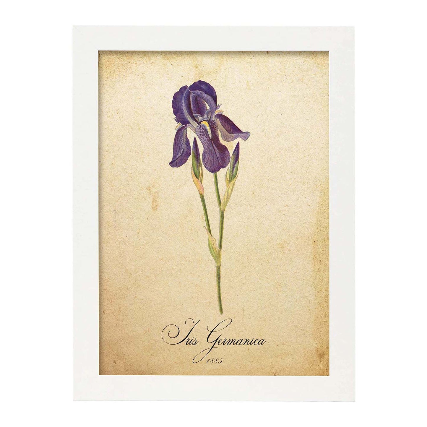 Poster de flores vintage. Lámina Iris germanica con diseño vintage.-Artwork-Nacnic-A3-Marco Blanco-Nacnic Estudio SL
