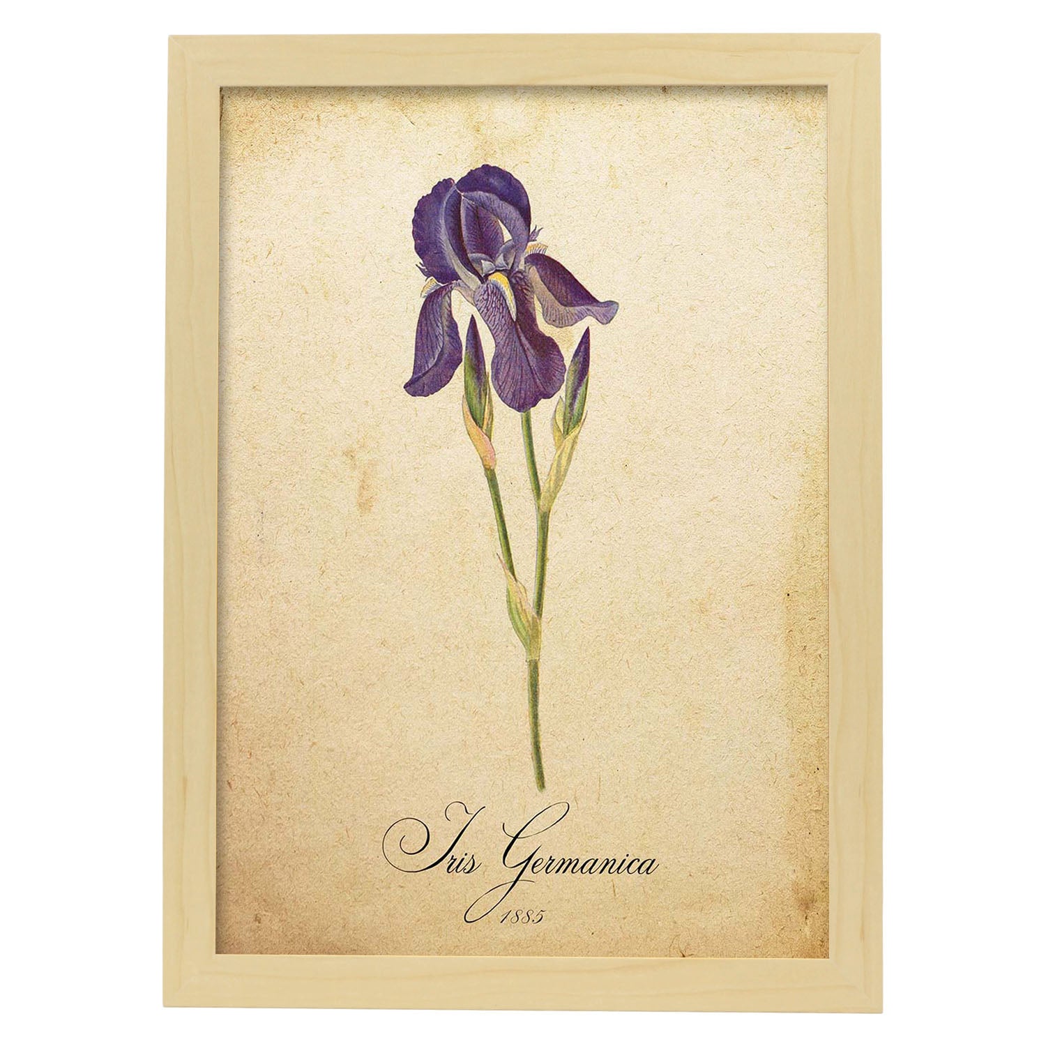 Poster de flores vintage. Lámina Iris germanica con diseño vintage.-Artwork-Nacnic-A3-Marco Madera clara-Nacnic Estudio SL