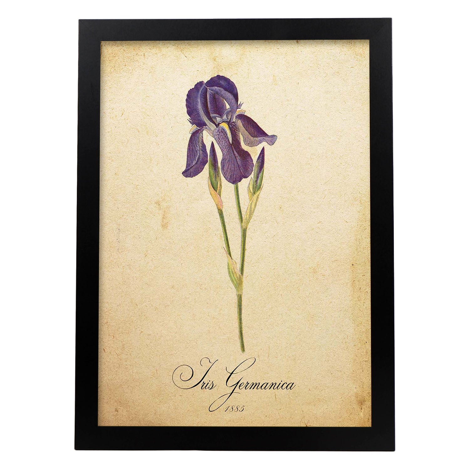 Poster de flores vintage. Lámina Iris germanica con diseño vintage.-Artwork-Nacnic-A3-Marco Negro-Nacnic Estudio SL