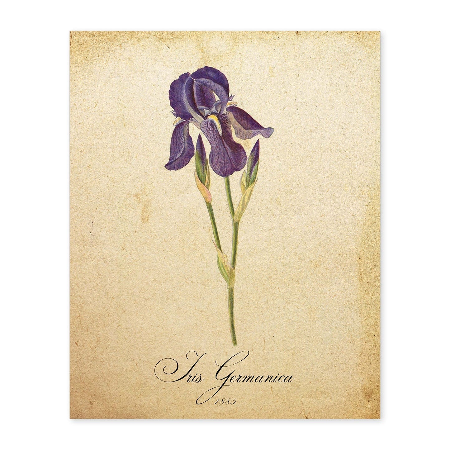 Poster de flores vintage. Lámina Iris germanica con diseño vintage.-Artwork-Nacnic-A4-Sin marco-Nacnic Estudio SL