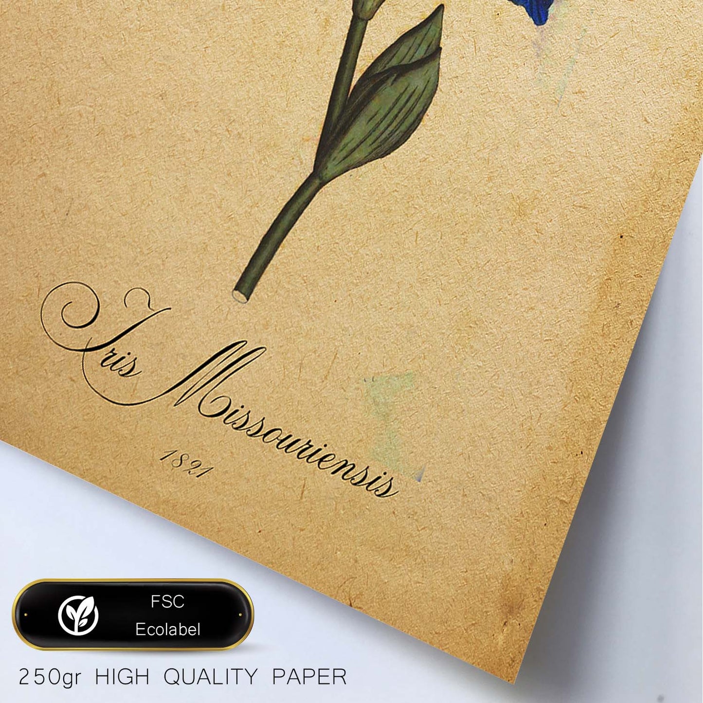 Poster de flores vintage. Lámina Iris missouriensis con diseño vintage.-Artwork-Nacnic-Nacnic Estudio SL