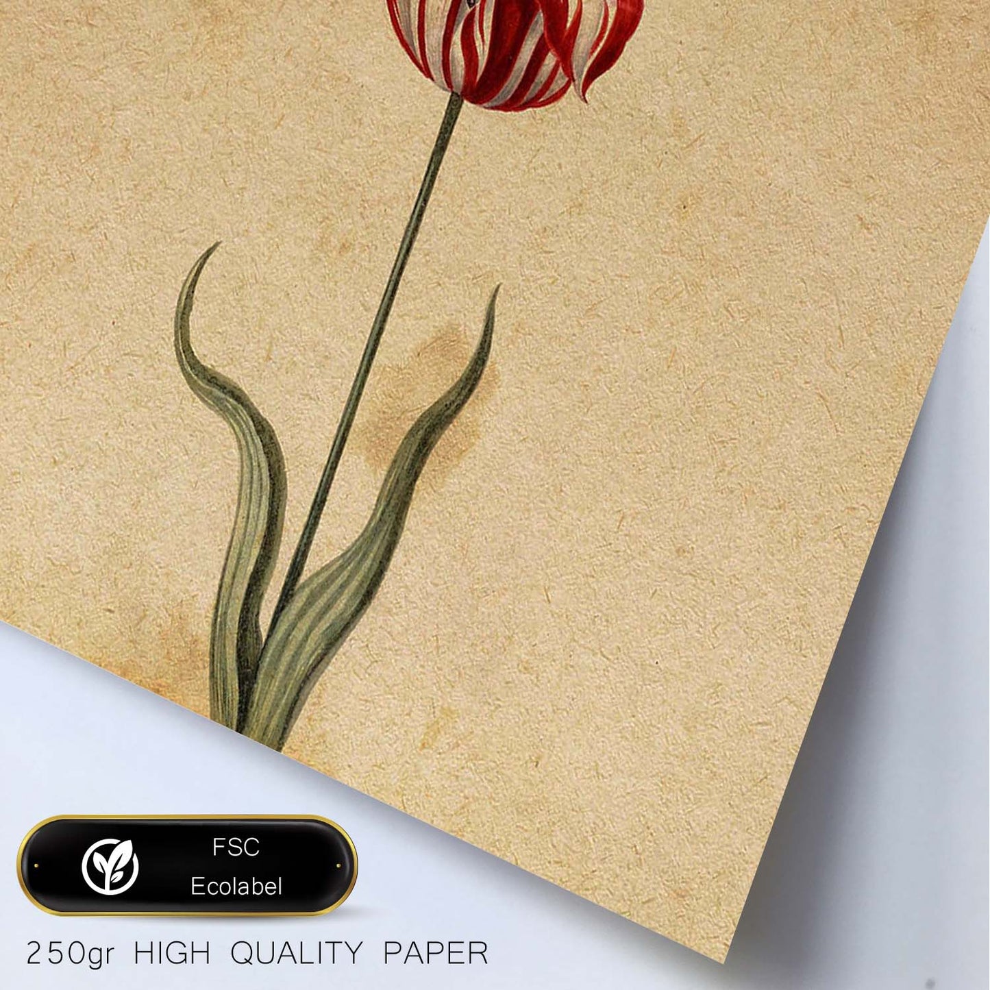 Poster de flores vintage. Lámina Liliaceae tulip2 con diseño vintage.-Artwork-Nacnic-Nacnic Estudio SL