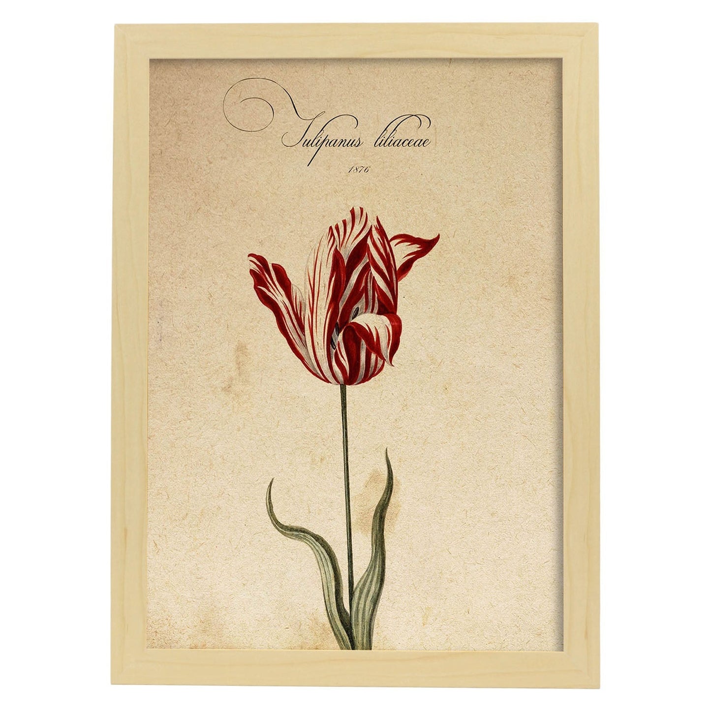 Poster de flores vintage. Lámina Liliaceae tulip2 con diseño vintage.-Artwork-Nacnic-A3-Marco Madera clara-Nacnic Estudio SL
