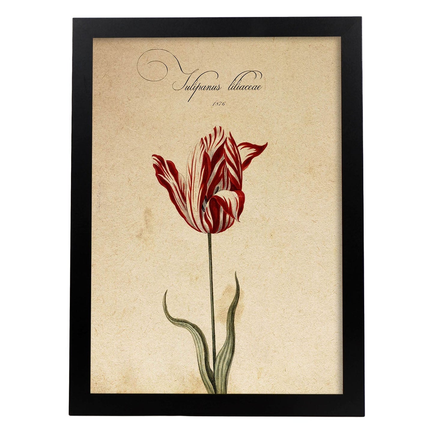 Poster de flores vintage. Lámina Liliaceae tulip2 con diseño vintage.-Artwork-Nacnic-A3-Marco Negro-Nacnic Estudio SL