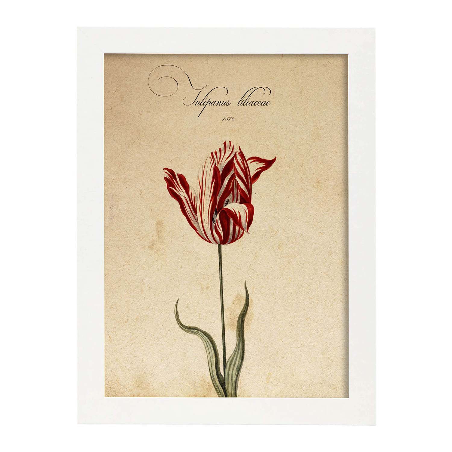 Poster de flores vintage. Lámina Liliaceae tulip2 con diseño vintage.-Artwork-Nacnic-A4-Marco Blanco-Nacnic Estudio SL