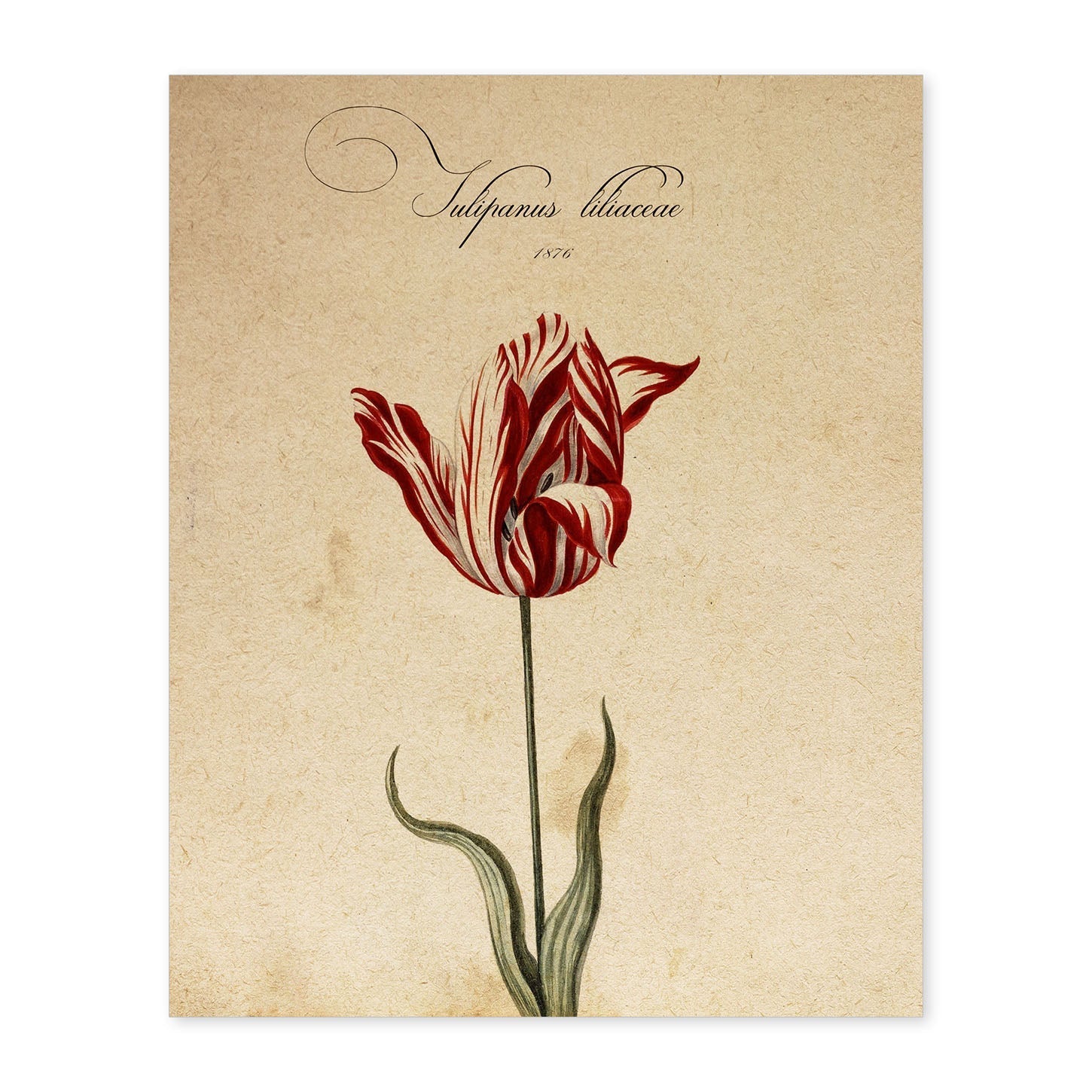 Poster de flores vintage. Lámina Liliaceae tulip2 con diseño vintage.-Artwork-Nacnic-A4-Sin marco-Nacnic Estudio SL