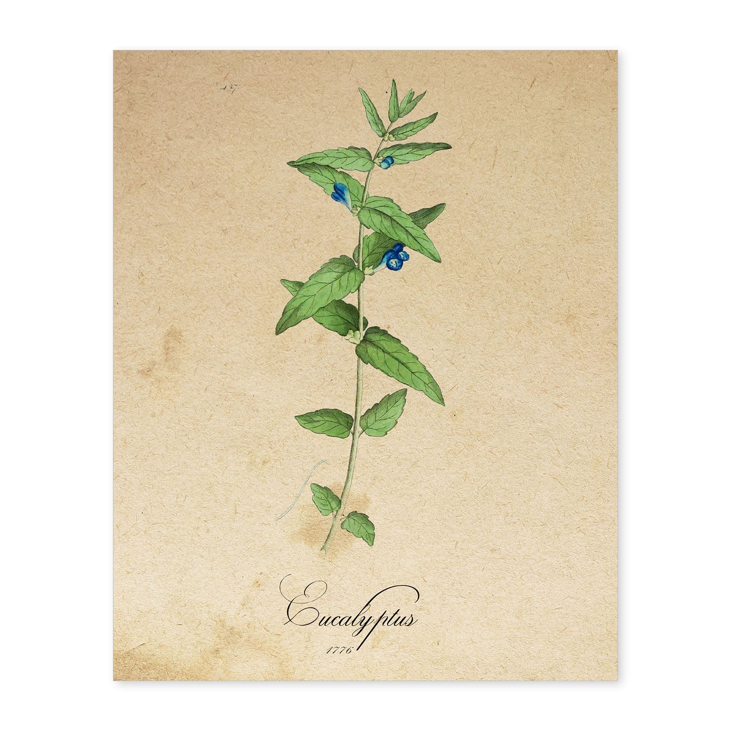 Poster de flores vintage. Lámina Menta con diseño vintage.-Artwork-Nacnic-A4-Sin marco-Nacnic Estudio SL