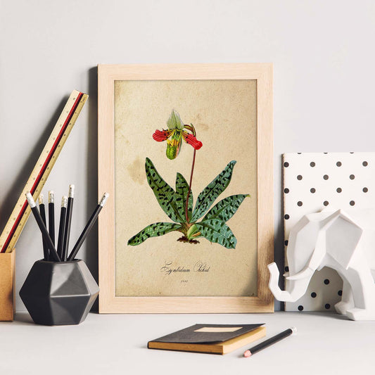 Poster de flores vintage. Lámina Orchid with leaves con diseño vintage.-Artwork-Nacnic-Nacnic Estudio SL