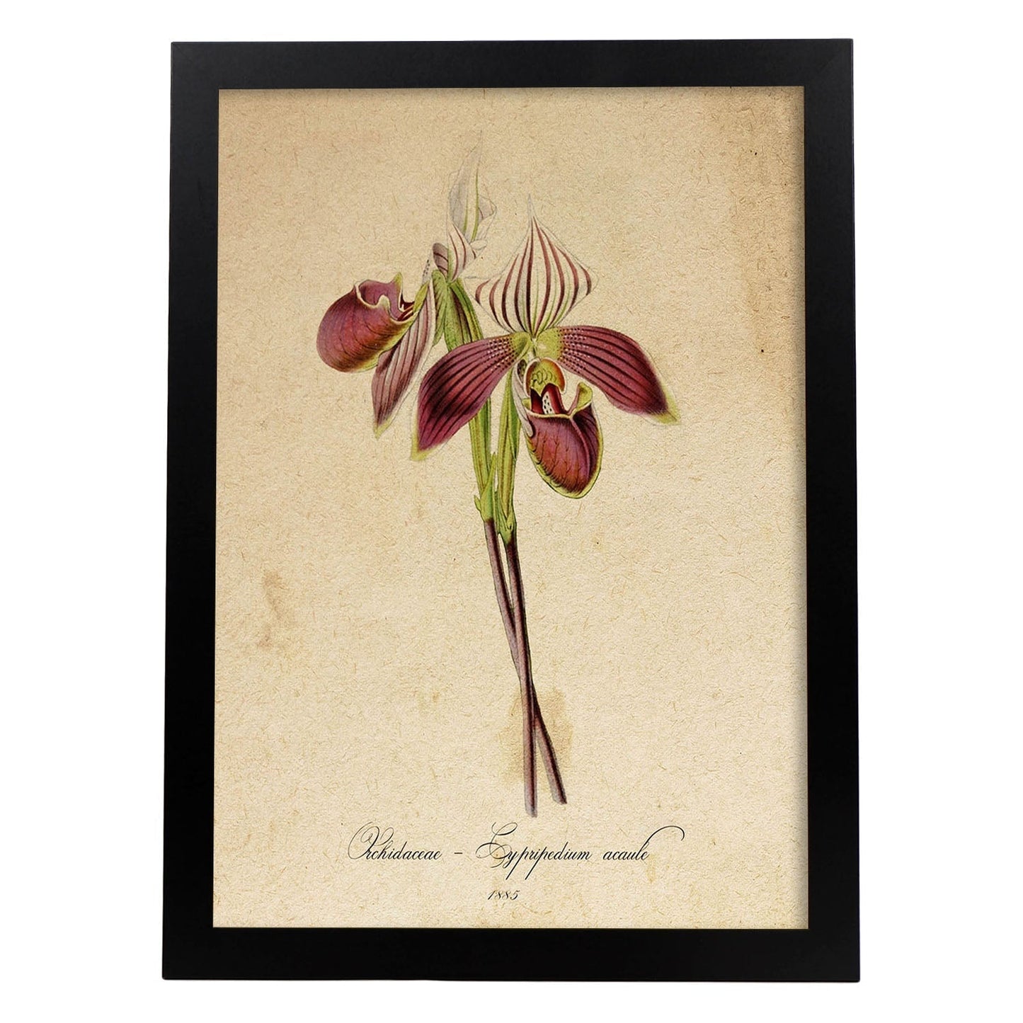 Poster de flores vintage. Lámina Orchidaceae yellow 2 con diseño vintage.-Artwork-Nacnic-A3-Marco Negro-Nacnic Estudio SL
