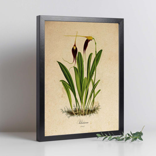 Poster de flores vintage. Lámina Orchidaceae yellow and purple con diseño vintage.-Artwork-Nacnic-Nacnic Estudio SL